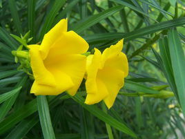 觀賞花卉 觀賞花卉