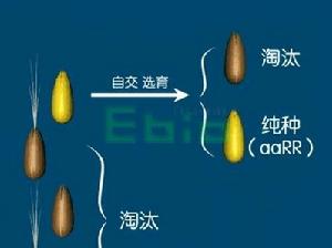 雜交水稻-遺傳與基因