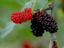 蠶寶寶和桑樹桑葚