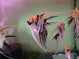 葉鰭神仙魚 葉鰭神仙魚