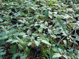 番茄育苗新法 番茄育苗新法