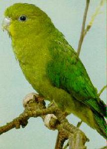 安第斯鸚哥 安第斯鸚哥