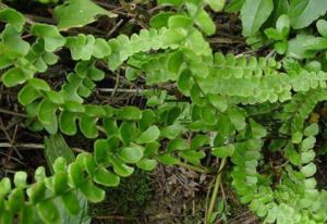 膜葉鱗蓋蕨 膜葉鱗蓋蕨