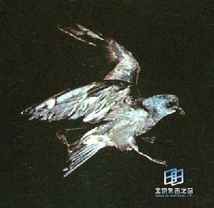 （圖）白腰叉尾海燕