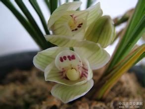 麗江星荷 麗江星荷