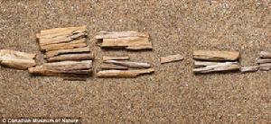 加拿大埃爾斯米爾島上發現的駱駝骨頭碎片