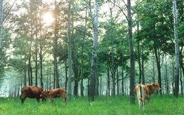 清平森林公園 清平森林公園