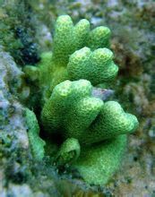 阿曼濱珊瑚 阿曼濱珊瑚