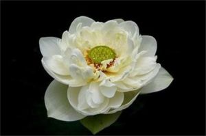 嵊縣碧蓮 嵊縣碧蓮