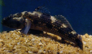 頭紋細棘鰕虎魚 頭紋細棘鰕虎魚