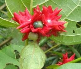 廣東大青 廣東大青