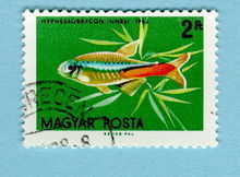 這是一張哥倫比亞的霓虹脂鯉郵票