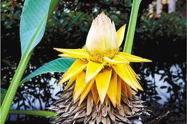 千葉寶蓮 千葉寶蓮