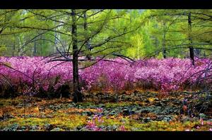 呼倫貝爾,看杜鵑開遍山野林間