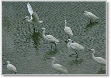 房裡白鷺鷥保育區