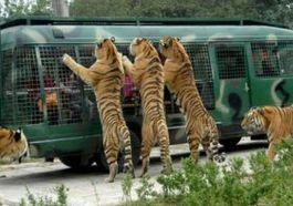南湖沙弗雷動物園 南湖沙弗雷動物園