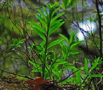 平滑樓梯草 平滑樓梯草