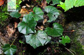 腎葉蒲兒根 腎葉蒲兒根