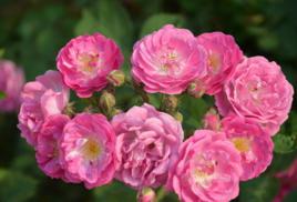 艾麗[月季栽培品種]