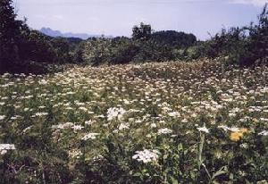 畢節國家森林公園