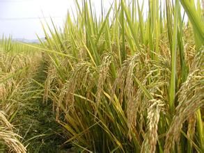 特秈占25 特秈占25