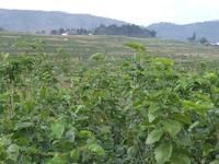 五保街自然村 五保街自然村