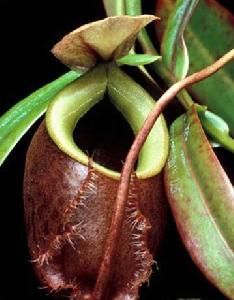 食蟲植物——豬籠草