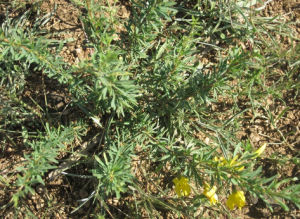 狹葉錦雞兒 狹葉錦雞兒