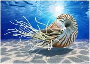 外殼亞綱 外殼亞綱