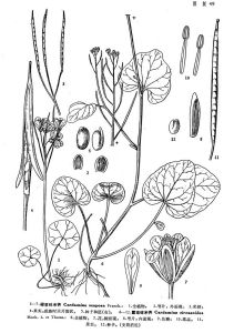 露珠碎米薺墨線圖