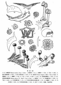 小瘤冠苔 小瘤冠苔