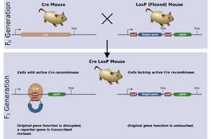 Cre重組酶 Cre重組酶
