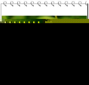 （圖）西洋山蘿蔔