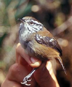 斑翅林鷯 斑翅林鷯