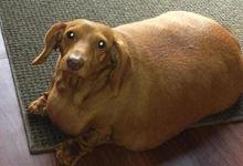 臘腸犬[哺乳綱動物]