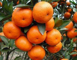 四會沙糖桔 四會沙糖桔