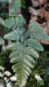 腫足蕨屬 腫足蕨屬