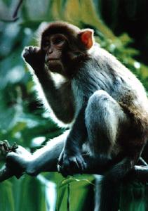 黃松峪國家級森林公園