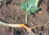 西瓜漚根 西瓜漚根