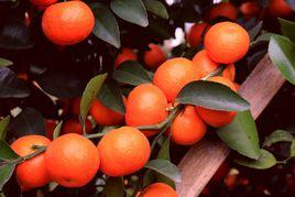 荔浦砂糖桔 荔浦砂糖桔