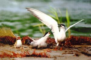 （圖）遼河三角洲