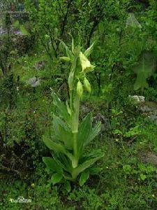 大鐘花屬 大鐘花屬