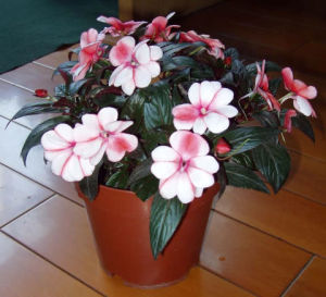 蘇氏鳳仙 蘇氏鳳仙