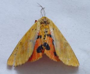 肖渾黃燈蛾 肖渾黃燈蛾