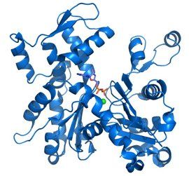 肌動蛋白 肌動蛋白