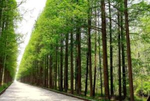 射陽海濱森林公園