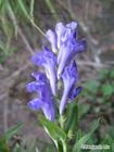 Scutellaria baicalensis