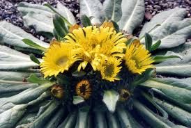 羊眼花組 羊眼花組