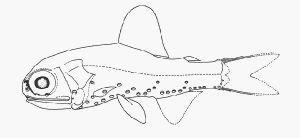 巴氏眶燈魚 巴氏眶燈魚