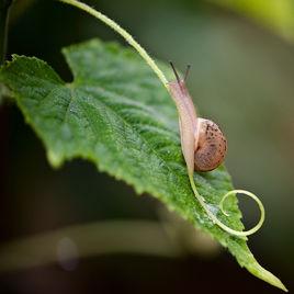 北京華蝸牛 北京華蝸牛